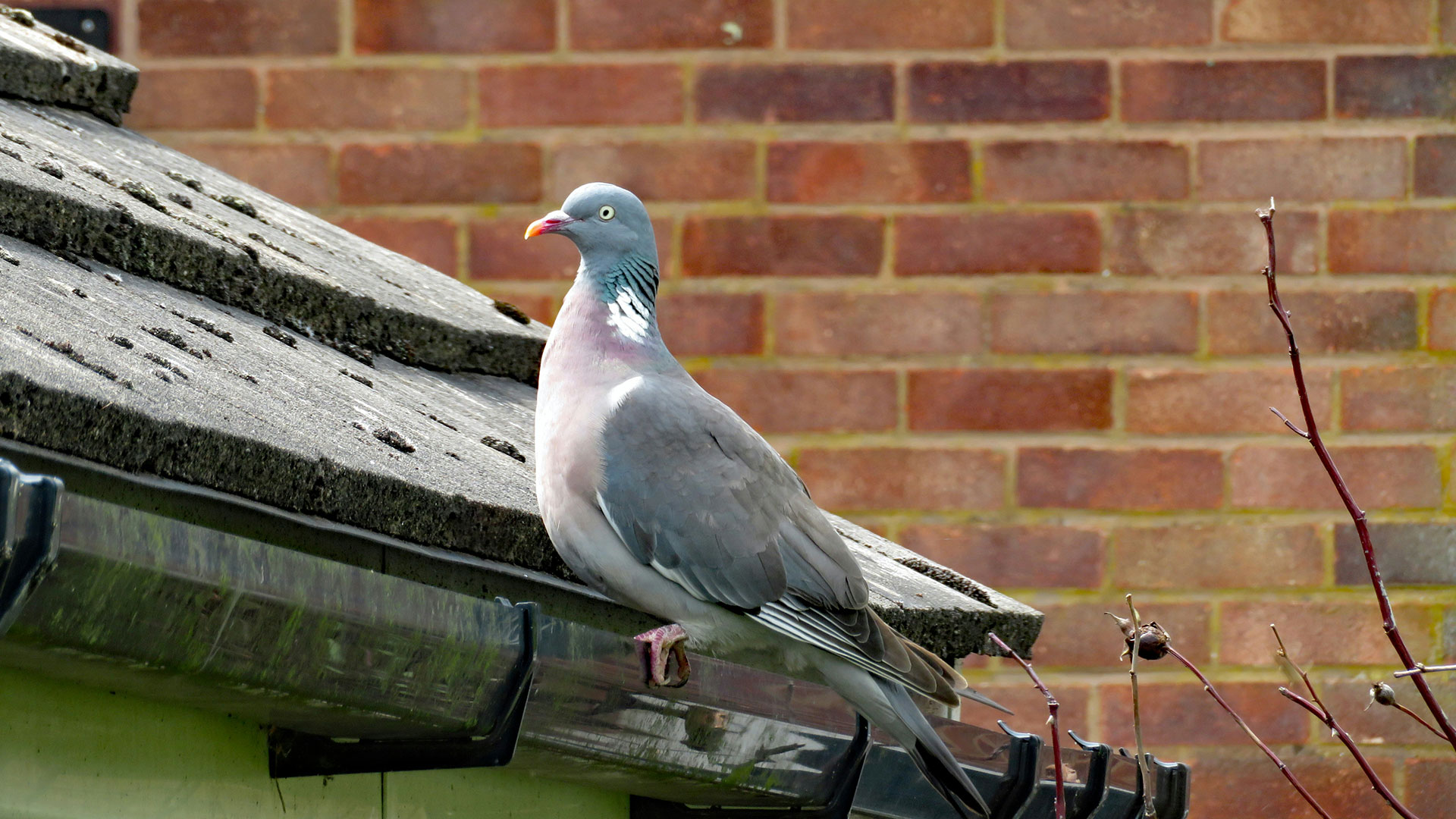 A bird perched on a gutter, overlooking the surroundings in a clear blue sky