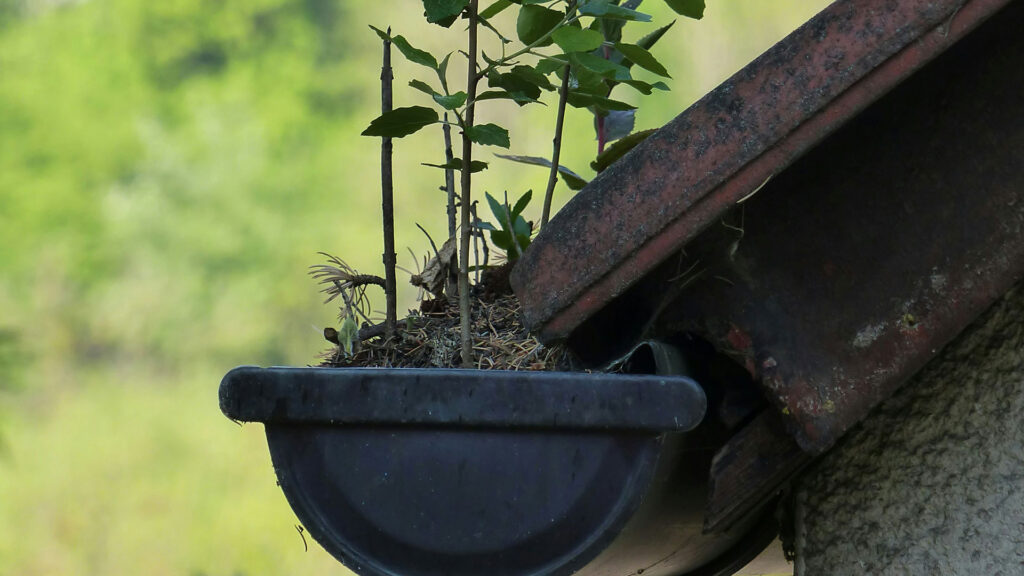 A green plant thriving on the gutter of a house, surrounded by sunlight and open air